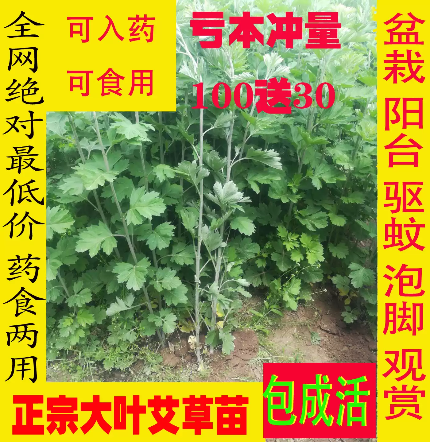 合种植艾叶的时间 (艾叶在何时种植为宜)?-会东网