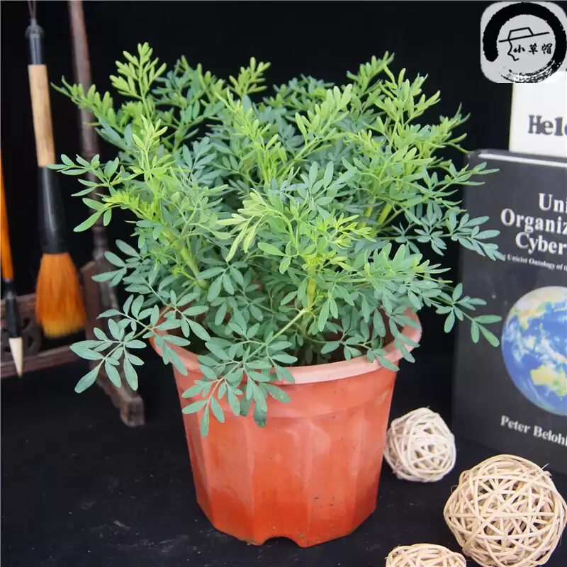 图片[5]-合种植艾叶的时间 (艾叶在何时种植为宜)？-会东网