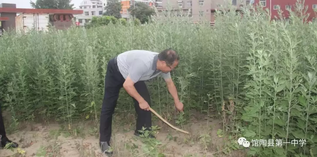 图片[2]-合种植艾叶的时间 (艾叶在何时种植为宜)？-会东网