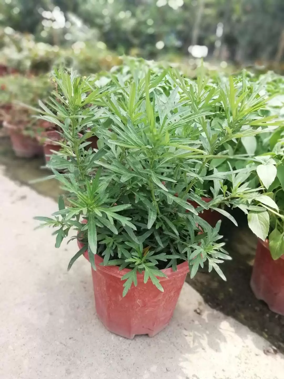 图片[6]-合种植艾叶的时间 (艾叶在何时种植为宜)？-会东网