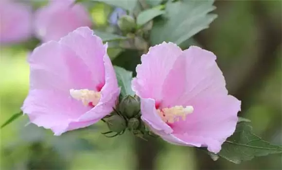 木槿花的栽培技术 木槿花的栽培技术