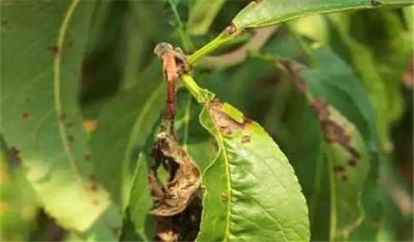 桃小食心虫的危害症状及防治方法 桃小食心虫的危害症状及防治方法
