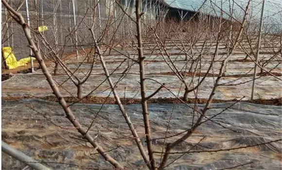 桃树保护地栽培技术要点 桃树保护地栽培技术要点