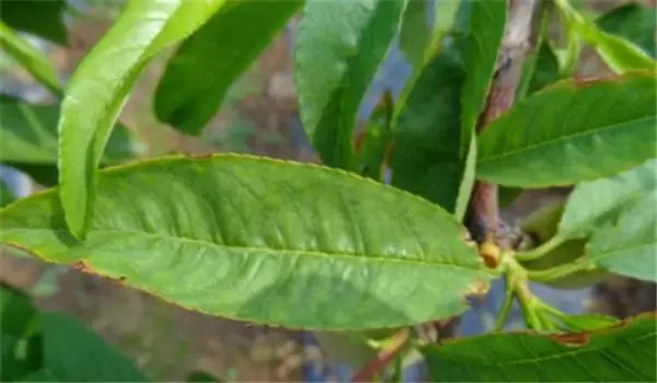 桃树白粉病的发生规律与防治方法 桃树白粉病的发生规律与防治方法