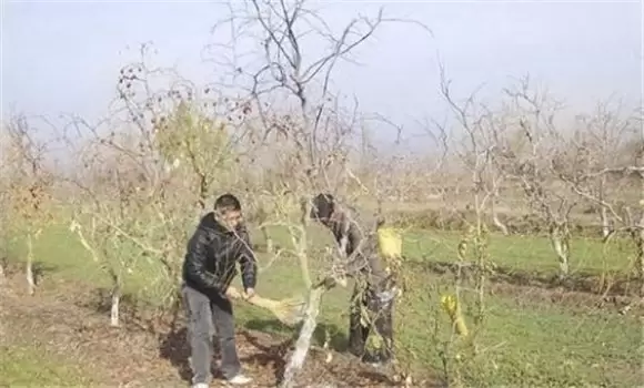枣树冻害预防和补救方法 枣树冻害预防和补救方法
