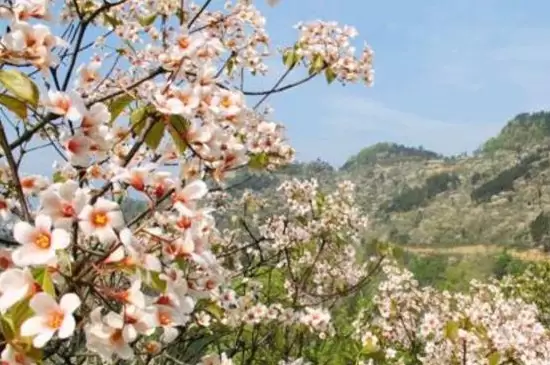 杏桐花的花语是什么 杏桐花的花语是什么