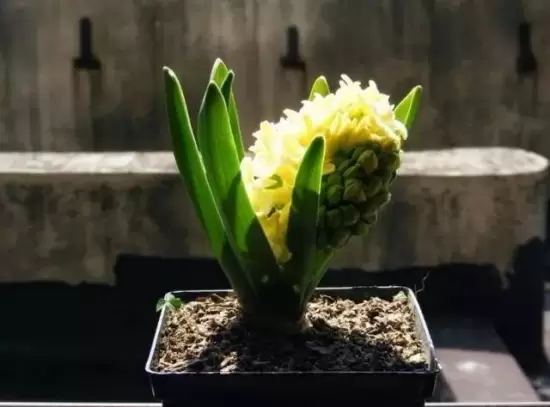 植物缺肥症状及对应的花肥沤制方法:薄肥淡施 植物缺肥症状及对应的花肥沤制方法:薄肥淡施