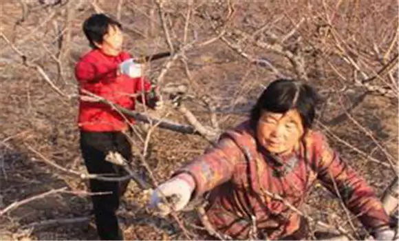 桃树冬剪什么时间最好 桃树冬剪什么时间最好
