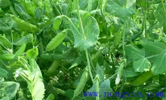 棚室豌豆(荷兰豆)的栽培技术要点 棚室豌豆(荷兰豆)的栽培技术要点