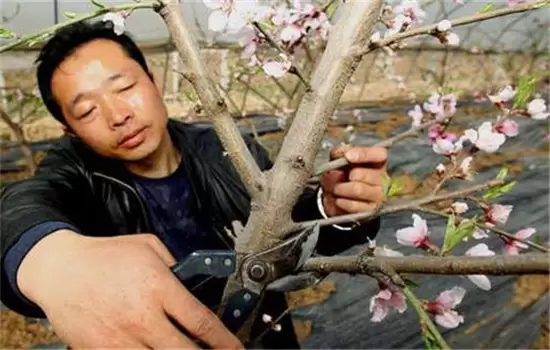 桃树整形修剪的一般要求与原则 桃树整形修剪的一般要求与原则