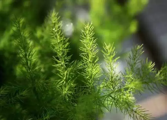 文竹的修剪方法及图解 文竹的修剪方法及图解