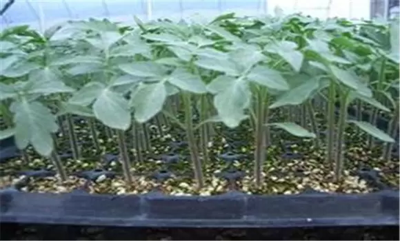 樱桃番茄苗期管理方法 樱桃番茄苗期管理方法
