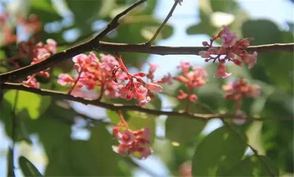 杨桃树什么时候开花 杨桃树什么时候开花