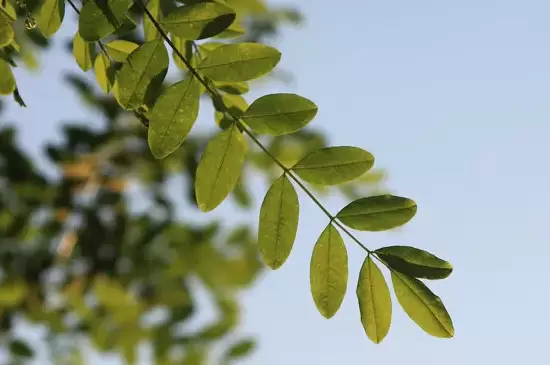 树叶是植物吗