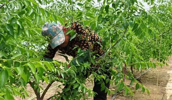 枣树如何修剪:略谈枣树修剪时间和方法 枣树如何修剪:略谈枣树修剪时间和方法
