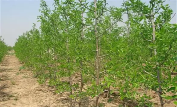 枣树种植时间和方法 枣树种植时间和方法