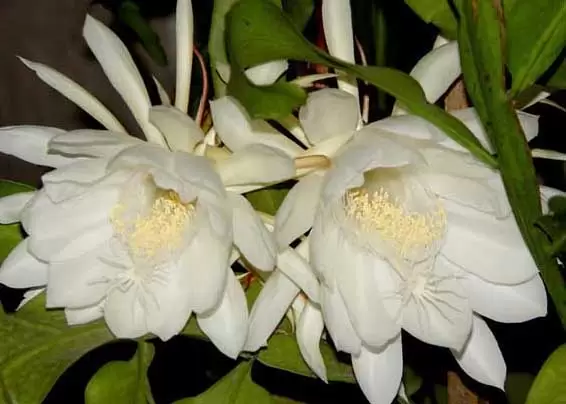 昙花什么时候开花? 昙花什么时候开花?