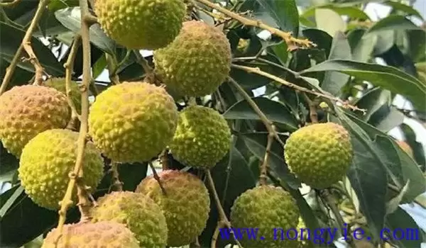 怎样防止荔枝裂果 怎样防止荔枝裂果