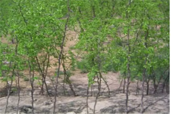 枣树怎么繁殖,介绍三种简单的枣树繁殖方法 枣树怎么繁殖,介绍三种简单的枣树繁殖方法