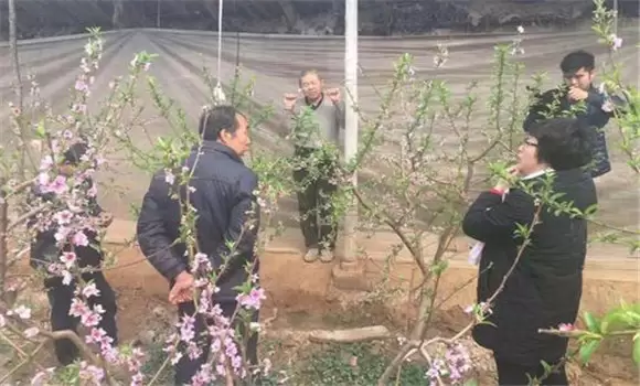 桃树保护地栽培技术要点 桃树保护地栽培技术要点