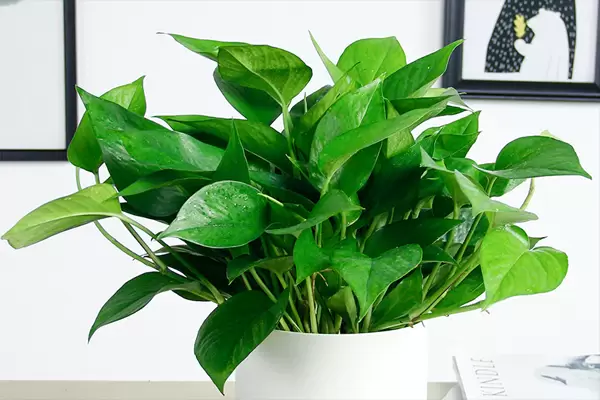 怎样养护绿萝植物，剪枝是绿萝植物养护的重要环节