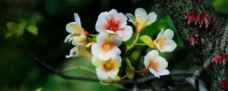 杏桐花的花语是什么 杏桐花的花语是什么