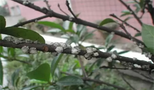 枣龟蜡蚧怎么传播的 枣龟蜡蚧怎么传播的