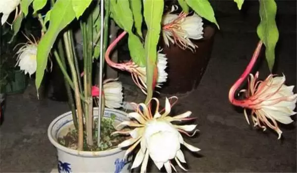 昙花的养殖方法与花期调控技术 昙花的养殖方法与花期调控技术