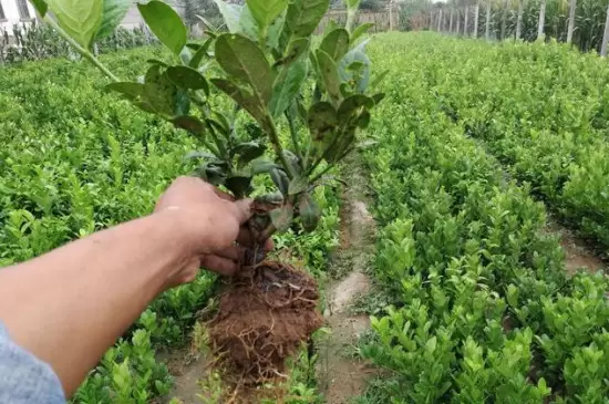 树苗怎么栽成活率高 树苗怎么栽成活率高