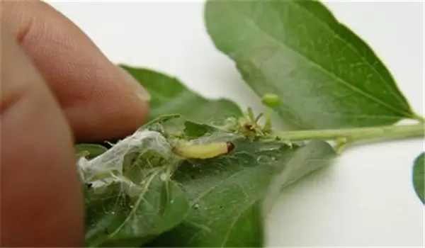 枣粘虫怎样防治，枣粘虫一代成虫盛期在何时