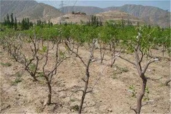 枣树怎么繁殖,介绍三种简单的枣树繁殖方法 枣树怎么繁殖,介绍三种简单的枣树繁殖方法