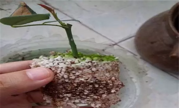 月季花的扦插方法与时间,月季扦插苗假植方法 月季花的扦插方法与时间,月季扦插苗假植方法