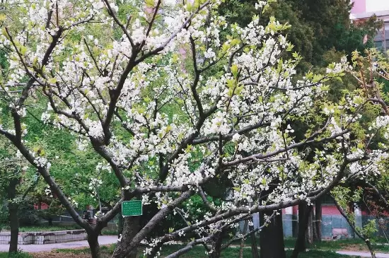 李树修剪时间和怎样修剪 李树修剪时间和怎样修剪