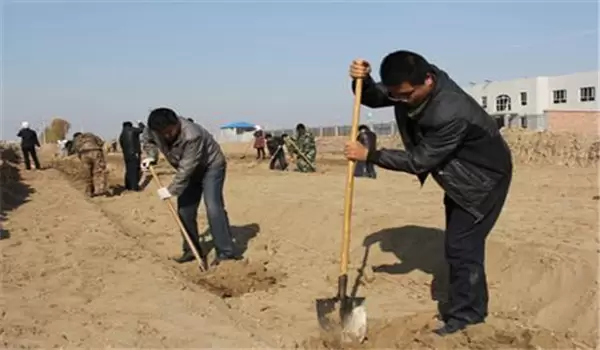 枣树的种植方法和技术要点、步骤 枣树的种植方法和技术要点、步骤