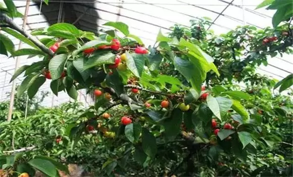 樱桃适合什么土壤种植 樱桃适合什么土壤种植