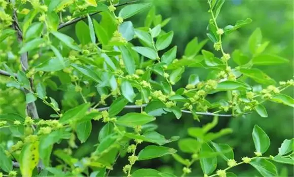 枣树坐果率低的主要原因 枣树坐果率低的主要原因