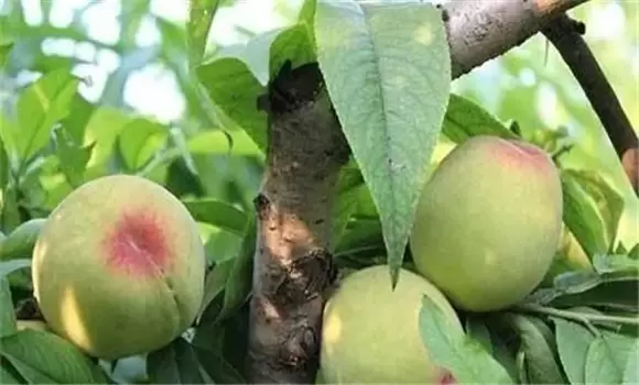 桃树根癌病发病症状 桃树根癌病发病症状