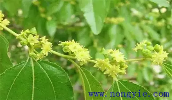 枣树开花时间是几月份,枣花开放有哪些特点 枣树开花时间是几月份,枣花开放有哪些特点