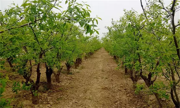 枣树栽植最佳时间是什么时候 枣树栽植最佳时间是什么时候