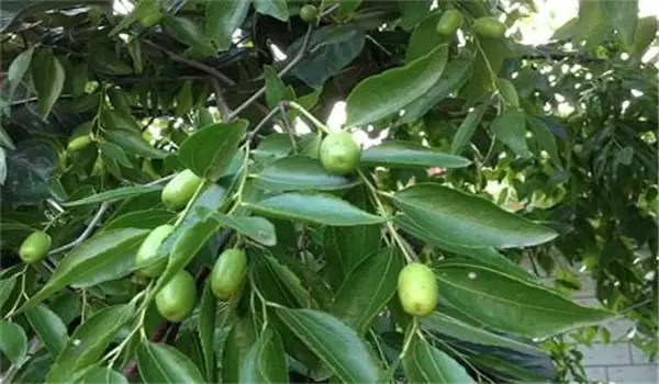 枣树食芽象甲危害规律与特点,怎样防治食芽象甲 枣树食芽象甲危害规律与特点,怎样防治食芽象甲