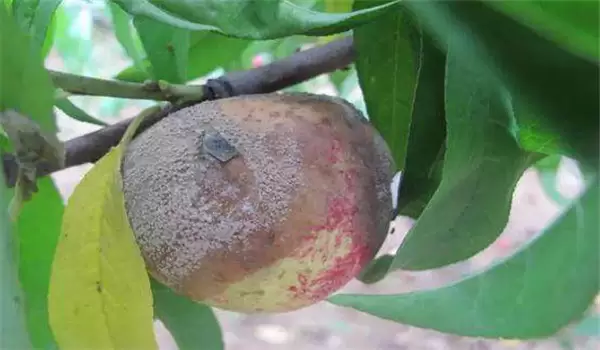 桃树疮痂病的发生规律及防治方法 桃树疮痂病的发生规律及防治方法
