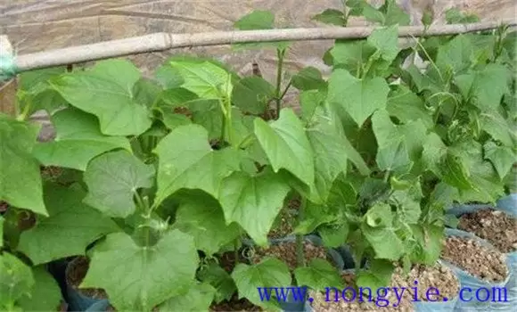 怎样种植合掌瓜 怎样种植合掌瓜