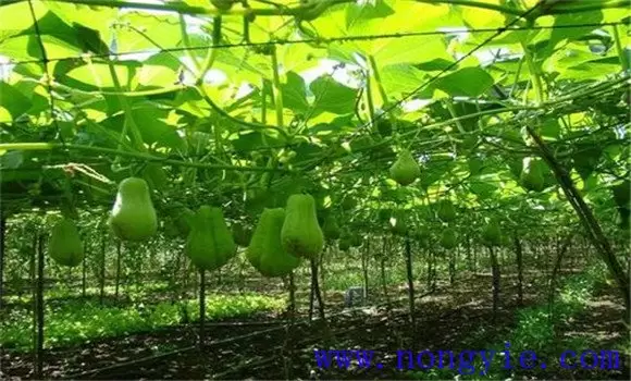 怎样种植合掌瓜 怎样种植合掌瓜