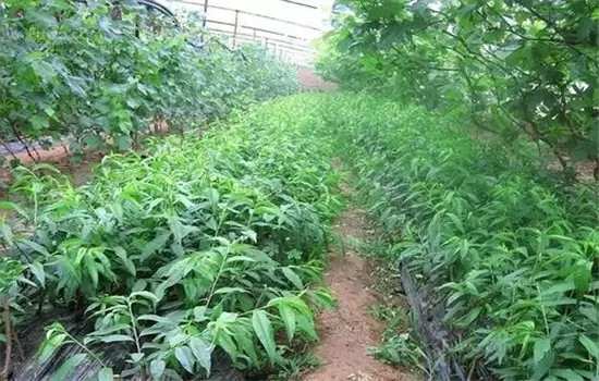 桃树如何施肥?幼树与丰产桃树施肥技术简介 桃树如何施肥?幼树与丰产桃树施肥技术简介
