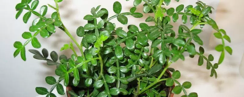 抗冻耐寒的室内植物 抗冻耐寒的室内植物