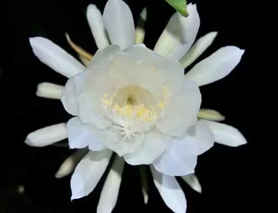 昙花什么时候开花? 昙花什么时候开花?