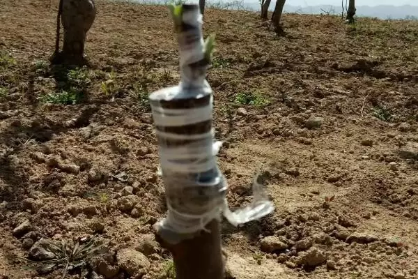 新手怎么做苗木生意,需要注意一定的季节性 新手怎么做苗木生意,需要注意一定的季节性