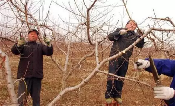 桃树怎么修剪 桃树怎么修剪