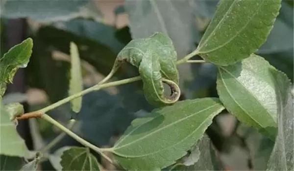 枣粘虫怎样防治，枣粘虫一代成虫盛期在何时