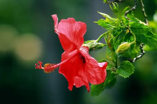 朱槿花的花语和寓意 朱槿花的花语和寓意